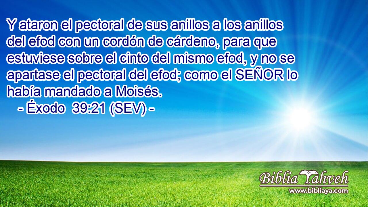 Y ataron el pectoral de sus anillos a los anillos del efod con un cordón de cárdeno, para que estuviese sobre el cinto del mismo efod, y no se apartase el pectoral del efod; como el SEÑOR lo había mandado a Moisés.