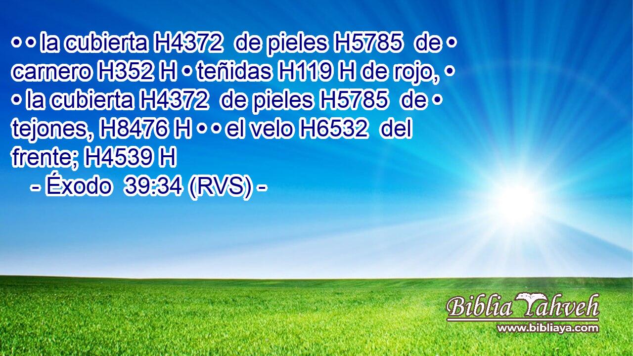• • la cubierta H4372  de pieles H5785  de • carnero H352 H • teñidas H119 H de rojo, • • la cubierta H4372  de pieles H5785  de • tejones, H8476 H • • el velo H6532  del frente; H4539 H 