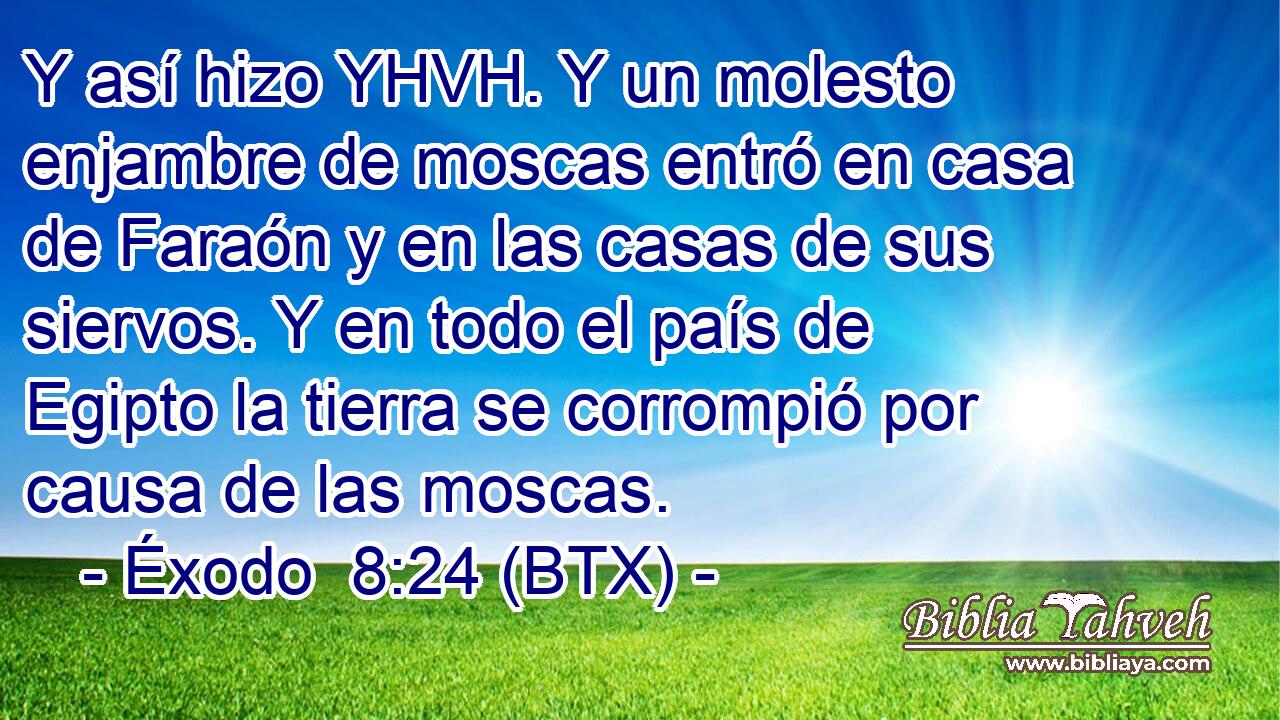Y así hizo YHVH. Y un molesto enjambre de moscas entró en casa de Faraón y en las casas de sus siervos. Y en todo el país de Egipto la tierra se corrompió por causa de las moscas.