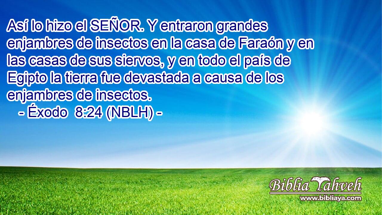  Así lo hizo el SEÑOR. Y entraron grandes enjambres de insectos en la casa de Faraón y en las casas de sus siervos, y en todo el país de Egipto la tierra fue devastada a causa de los enjambres de insectos. 