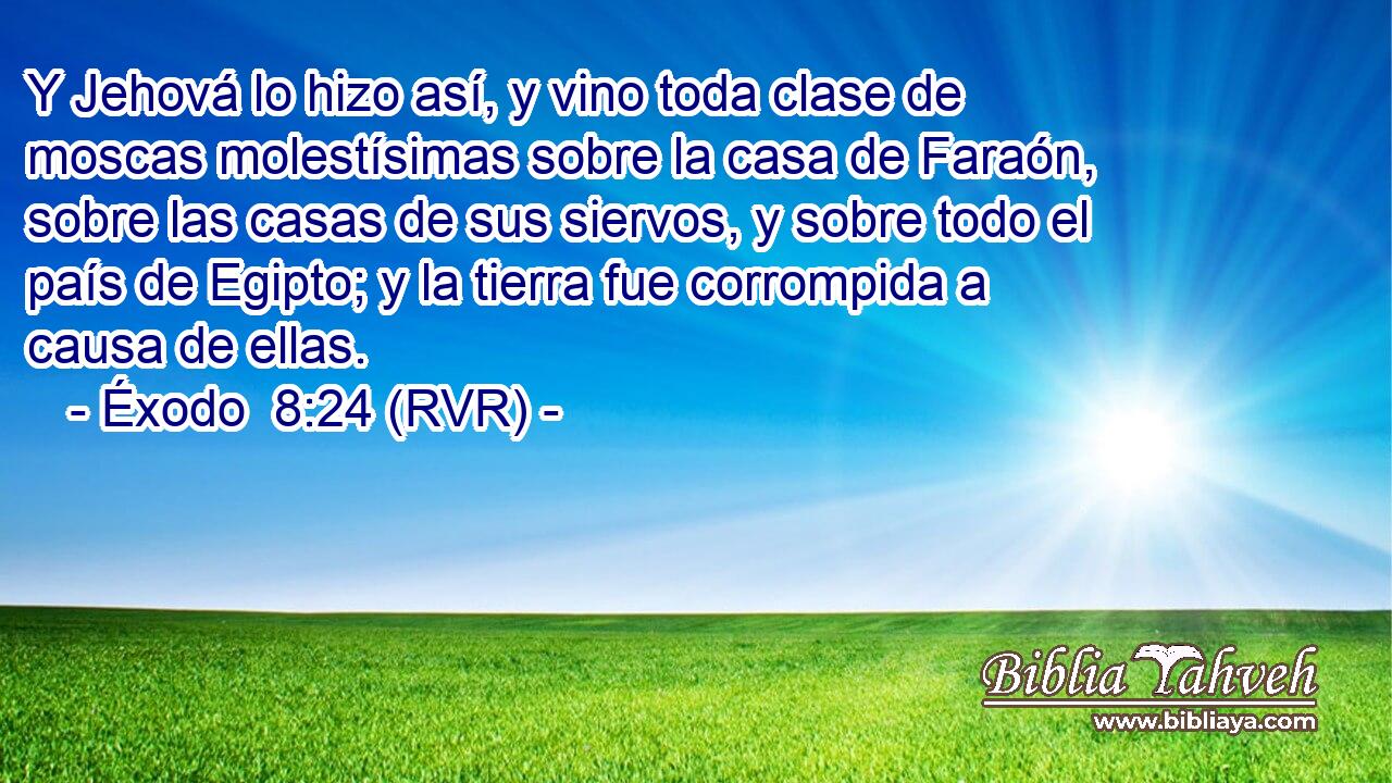 Y Jehová lo hizo así, y vino toda clase de moscas molestísimas sobre la casa de Faraón, sobre las casas de sus siervos, y sobre todo el país de Egipto; y la tierra fue corrompida a causa de ellas.