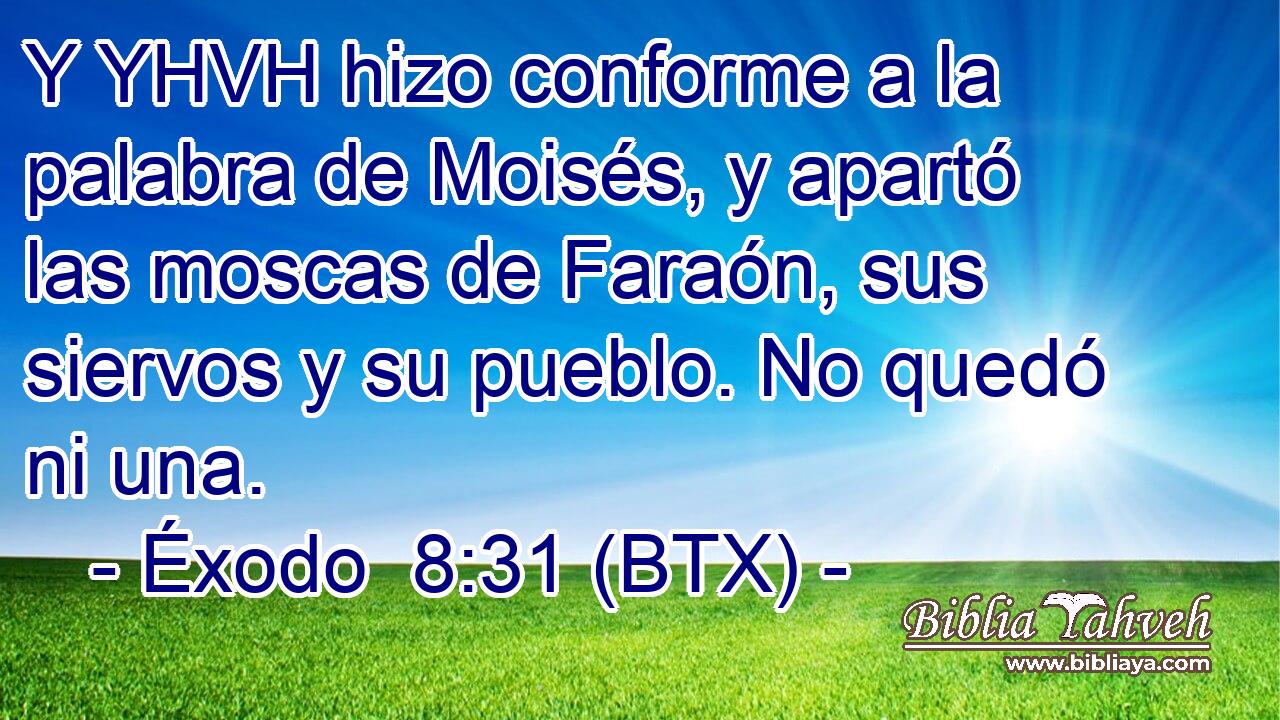 Y YHVH hizo conforme a la palabra de Moisés, y apartó las moscas de Faraón, sus siervos y su pueblo. No quedó ni una.