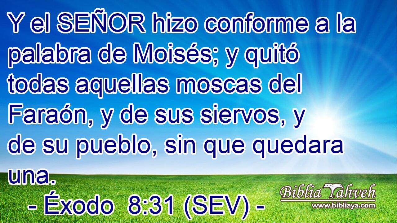 Y el SEÑOR hizo conforme a la palabra de Moisés; y quitó todas aquellas moscas del Faraón, y de sus siervos, y de su pueblo, sin que quedara una.