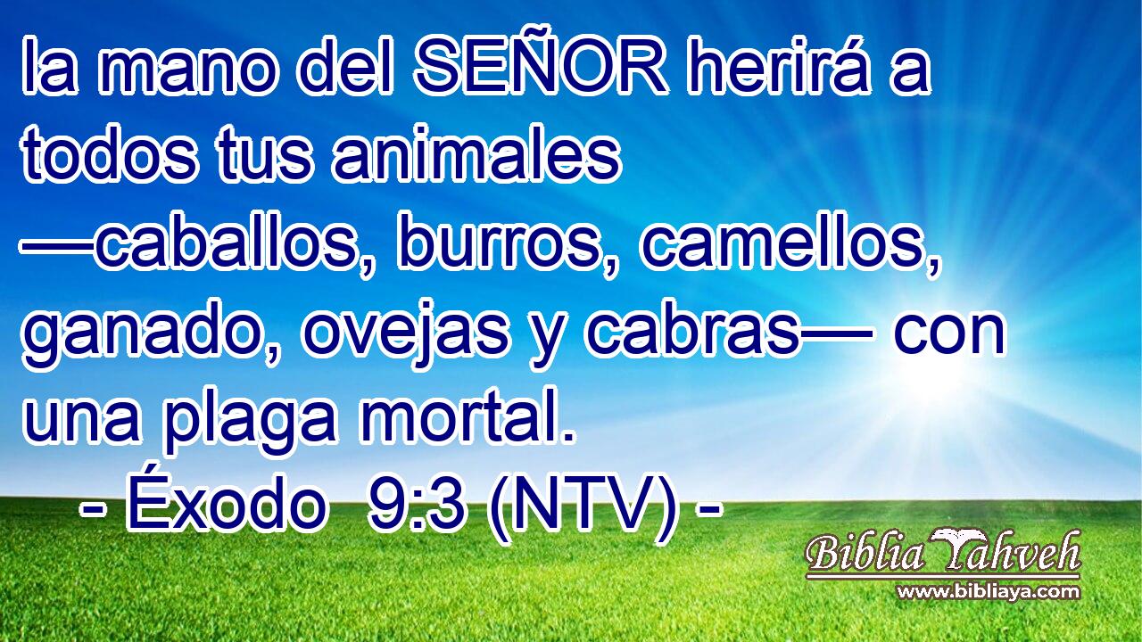 la mano del SEÑOR herirá a todos tus animales —caballos, burros, camellos, ganado, ovejas y cabras— con una plaga mortal.