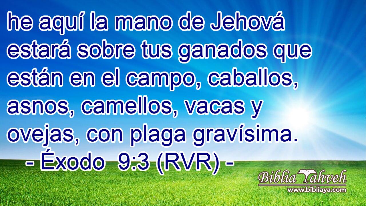 he aquí la mano de Jehová estará sobre tus ganados que están en el campo, caballos, asnos, camellos, vacas y ovejas, con plaga gravísima.