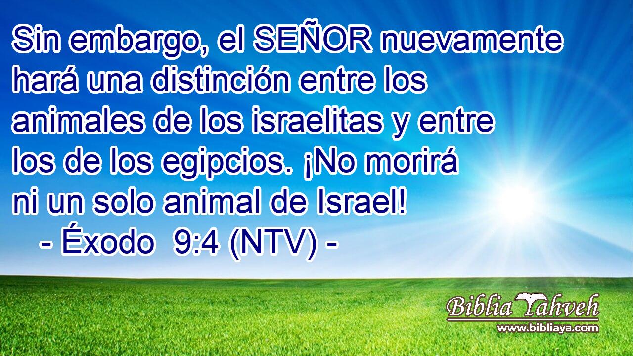 Sin embargo, el SEÑOR nuevamente hará una distinción entre los animales de los israelitas y entre los de los egipcios. ¡No morirá ni un solo animal de Israel!