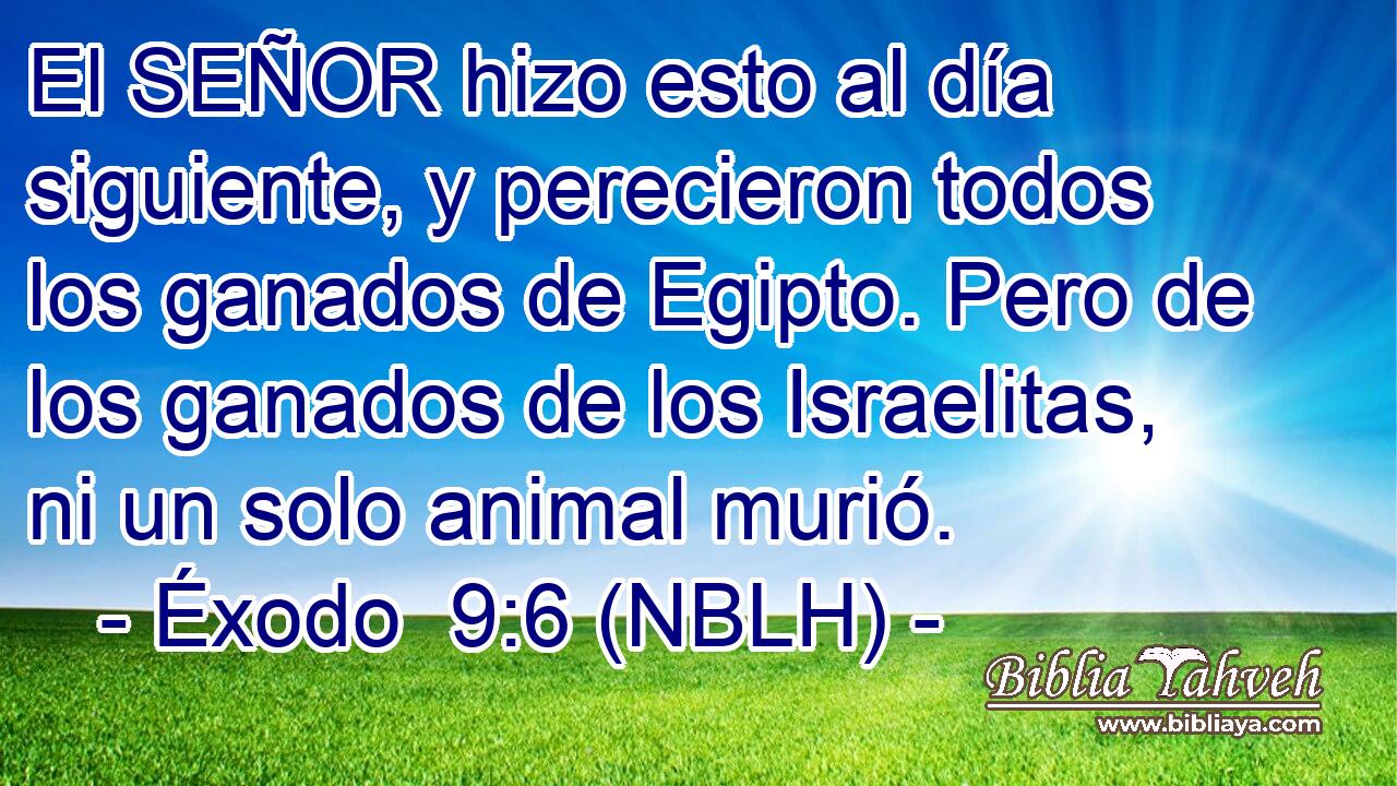  El SEÑOR hizo esto al día siguiente, y perecieron todos los ganados de Egipto. Pero de los ganados de los Israelitas, ni un solo animal murió. 