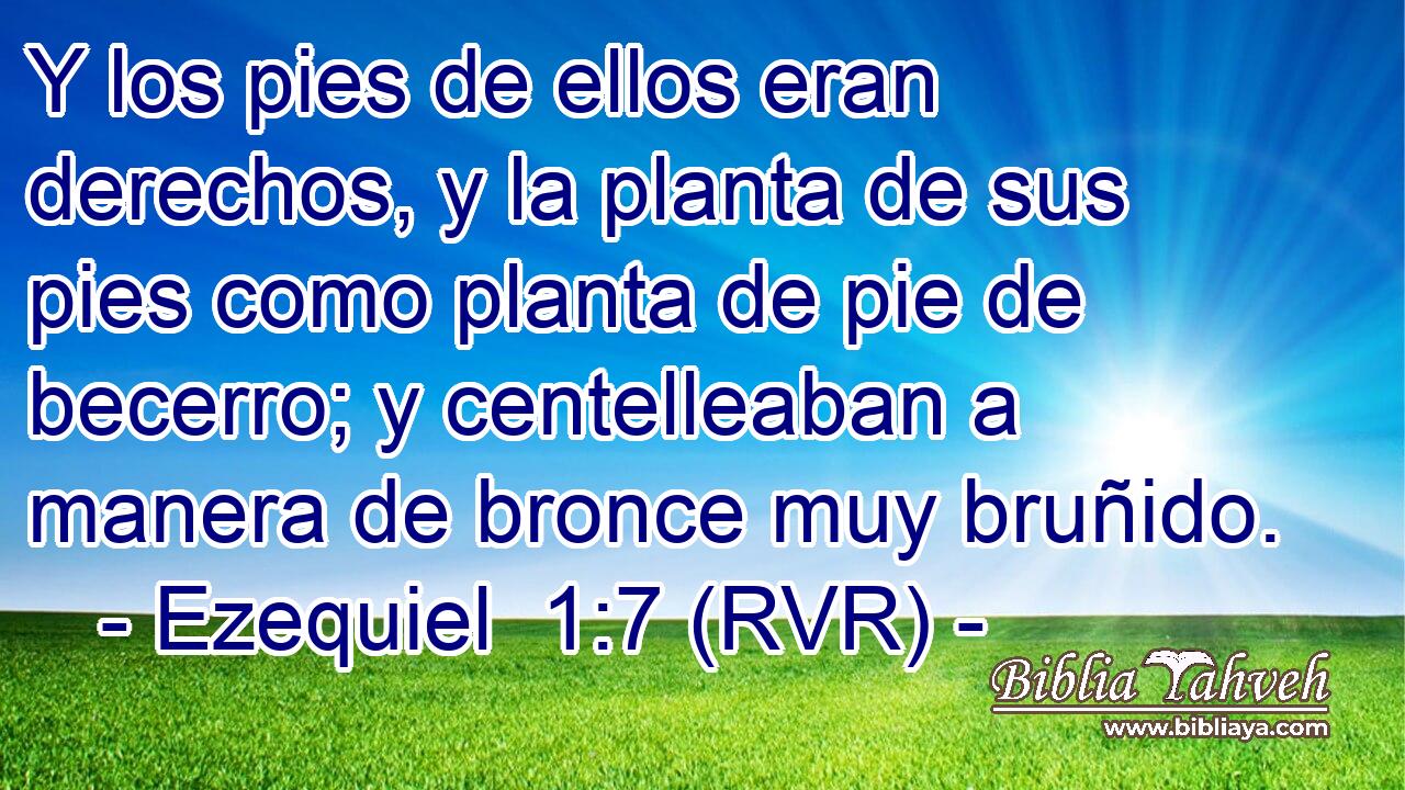 Y los pies de ellos eran derechos, y la planta de sus pies como planta de pie de becerro; y centelleaban a manera de bronce muy bruñido.