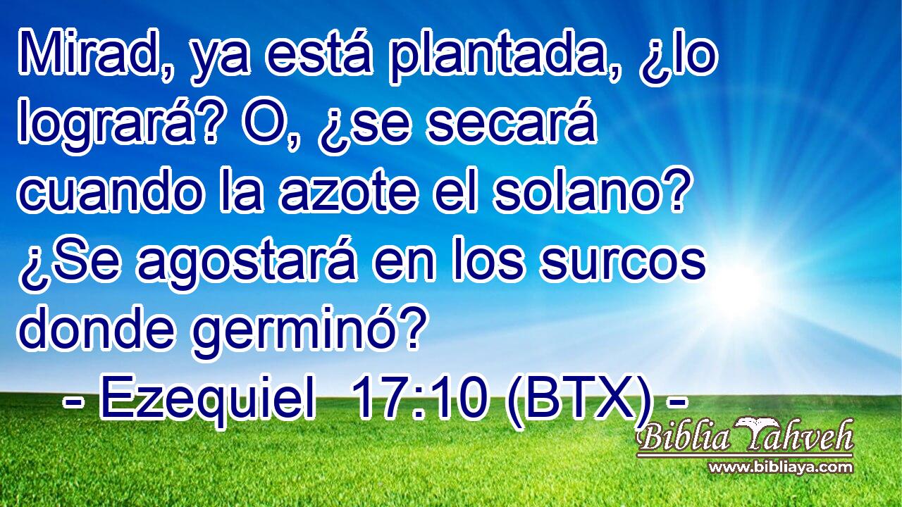 Mirad, ya está plantada, ¿lo logrará? O, ¿se secará cuando la azote el solano? ¿Se agostará en los surcos donde germinó?