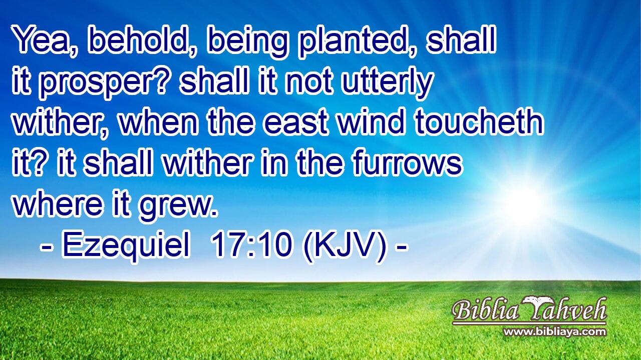 Yea, behold, being planted, shall it prosper? shall it not utterly wither, when the east wind toucheth it? it shall wither in the furrows where it grew.