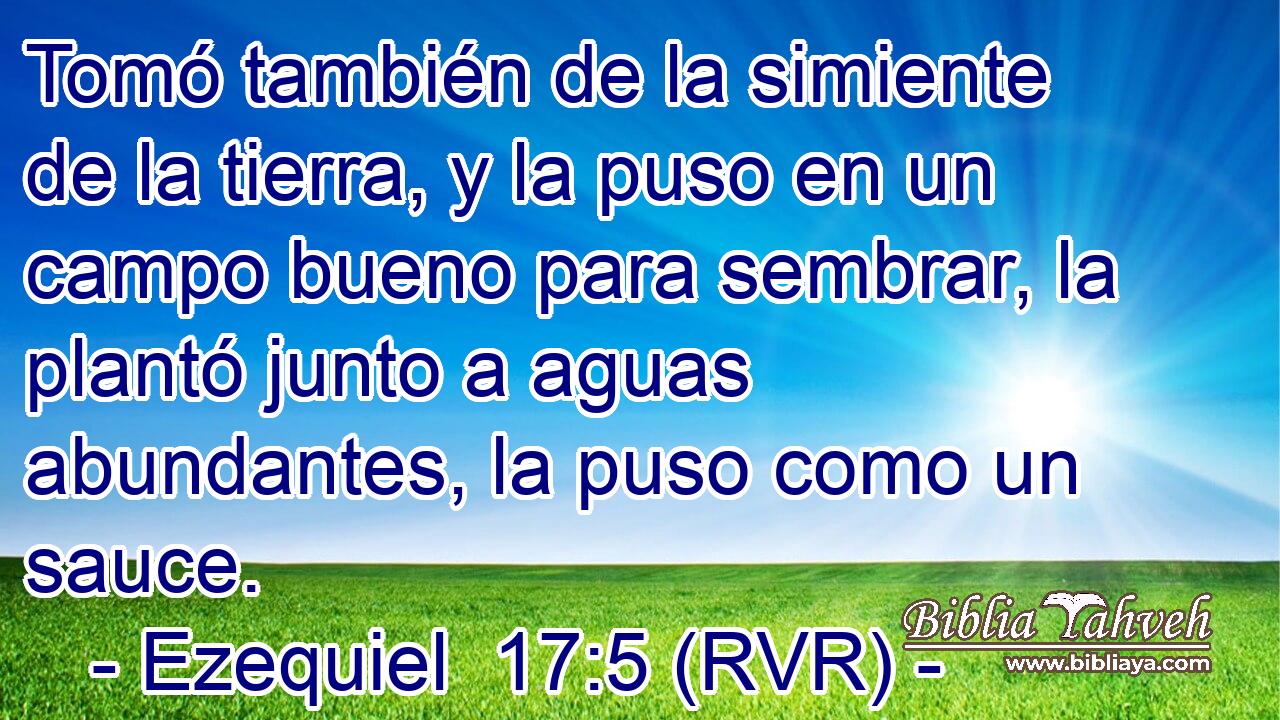 Tomó también de la simiente de la tierra, y la puso en un campo bueno para sembrar, la plantó junto a aguas abundantes, la puso como un sauce.