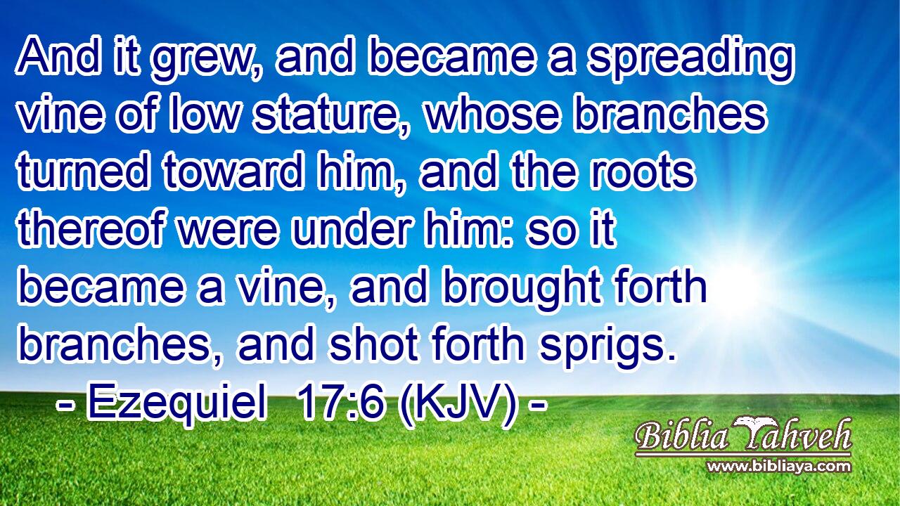 And it grew, and became a spreading vine of low stature, whose branches turned toward him, and the roots thereof were under him: so it became a vine, and brought forth branches, and shot forth sprigs.