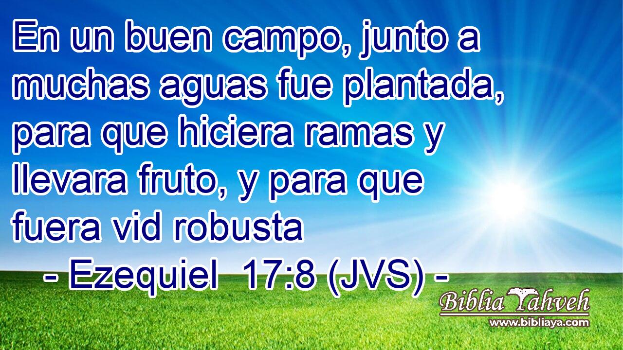 En un buen campo, junto a muchas aguas fue plantada, para que hiciera ramas y llevara fruto, y para que fuera vid robusta