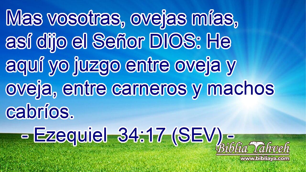 Mas vosotras, ovejas mías, así dijo el Señor DIOS: He aquí yo juzgo entre oveja y oveja, entre carneros y machos cabríos.