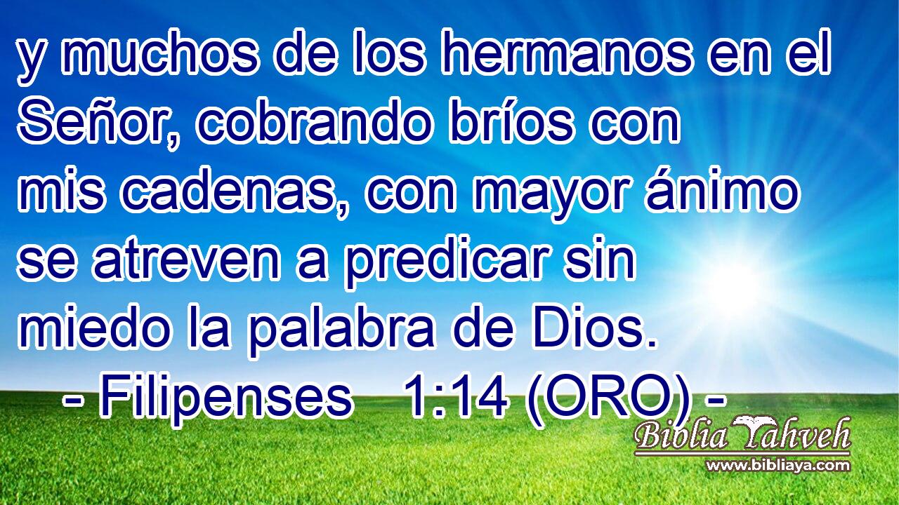  y muchos de los hermanos en el Señor, cobrando bríos con mis cadenas, con mayor ánimo se atreven a predicar sin miedo la palabra de Dios. 