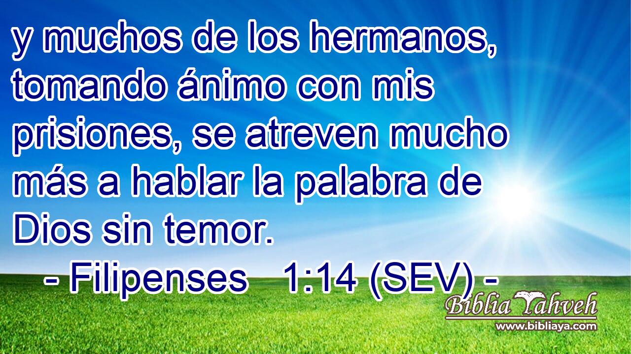 y muchos de los hermanos, tomando ánimo con mis prisiones, se atreven mucho más a hablar la palabra de Dios sin temor.