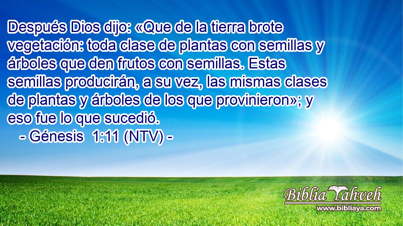 Después Dios dijo: «Que de la tierra brote vegetación: toda clase de plantas con semillas y árboles que den frutos con semillas. Estas semillas producirán, a su vez, las mismas clases de plantas y árboles de los que provinieron»; y eso fue lo que sucedió.