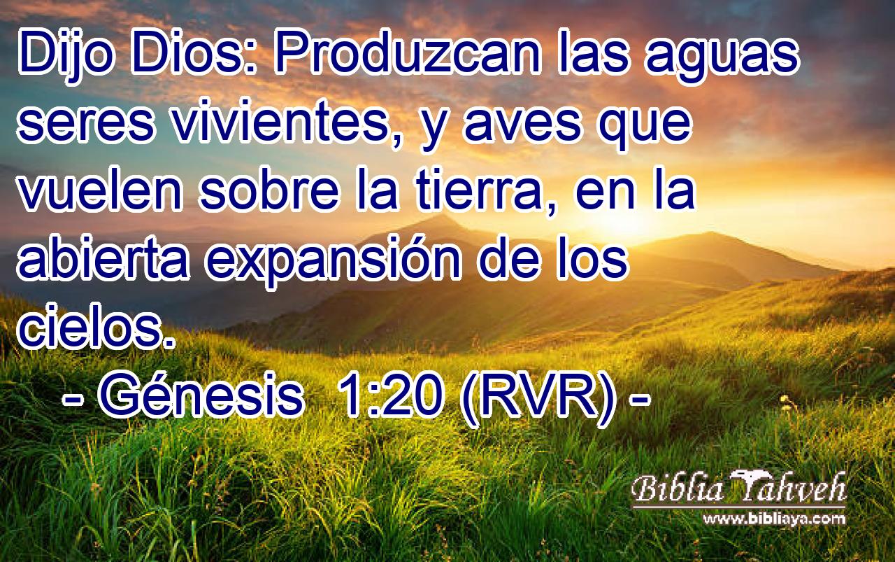 Dijo Dios: Produzcan las aguas seres vivientes, y aves que vuelen sobre la tierra, en la abierta expansión de los cielos.
