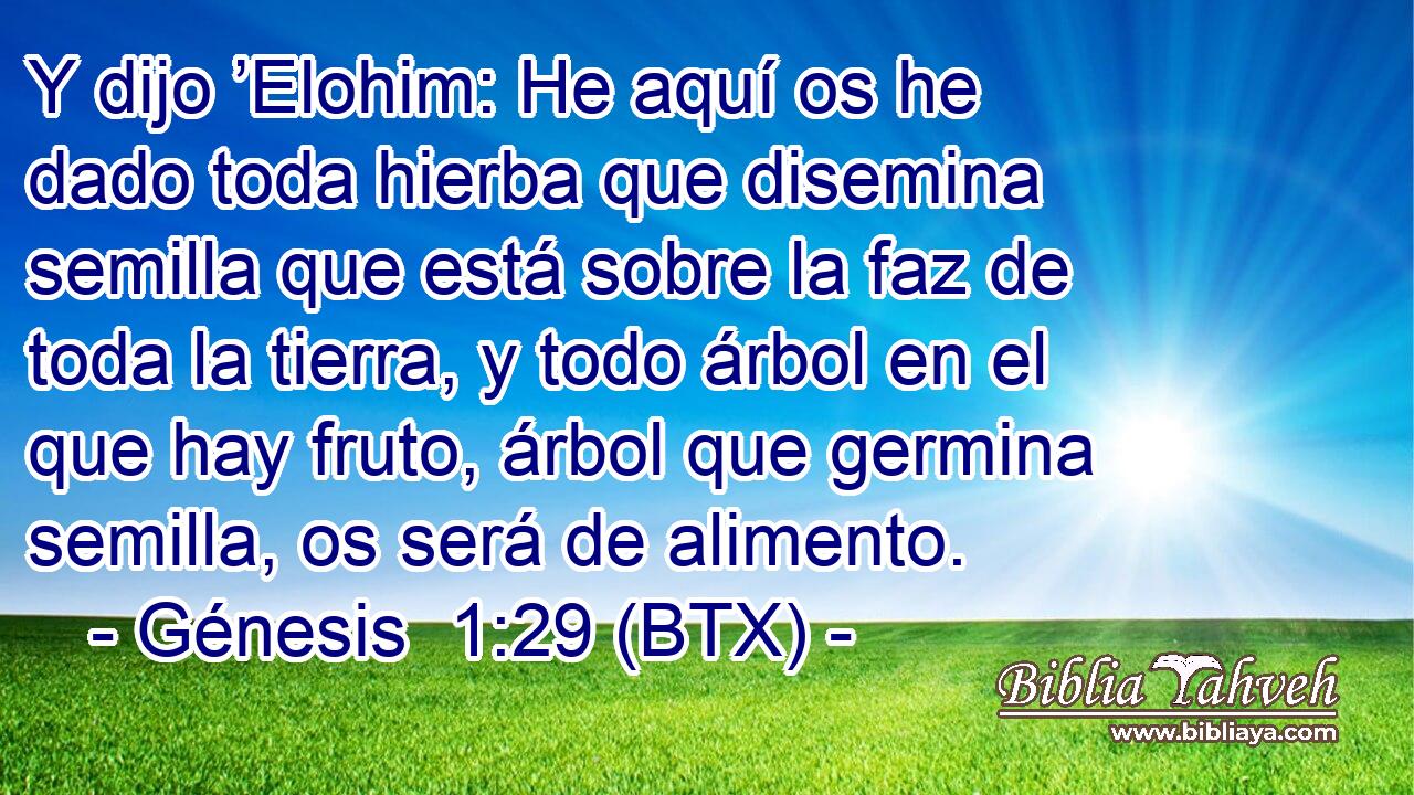 Y dijo ’Elohim: He aquí os he dado toda hierba que disemina semilla que está sobre la faz de toda la tierra, y todo árbol en el que hay fruto, árbol que germina semilla, os será de alimento.