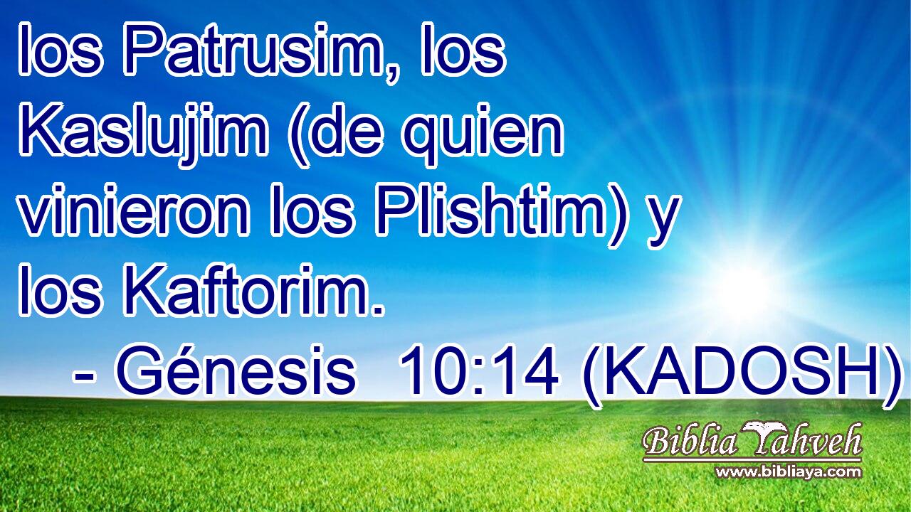  los Patrusim, los Kaslujim (de quien vinieron los Plishtim) y los Kaftorim. 