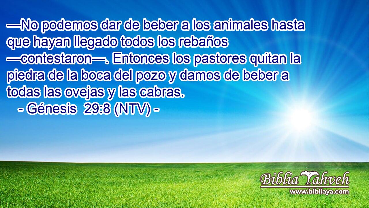 —No podemos dar de beber a los animales hasta que hayan llegado todos los rebaños —contestaron—. Entonces los pastores quitan la piedra de la boca del pozo y damos de beber a todas las ovejas y las cabras.