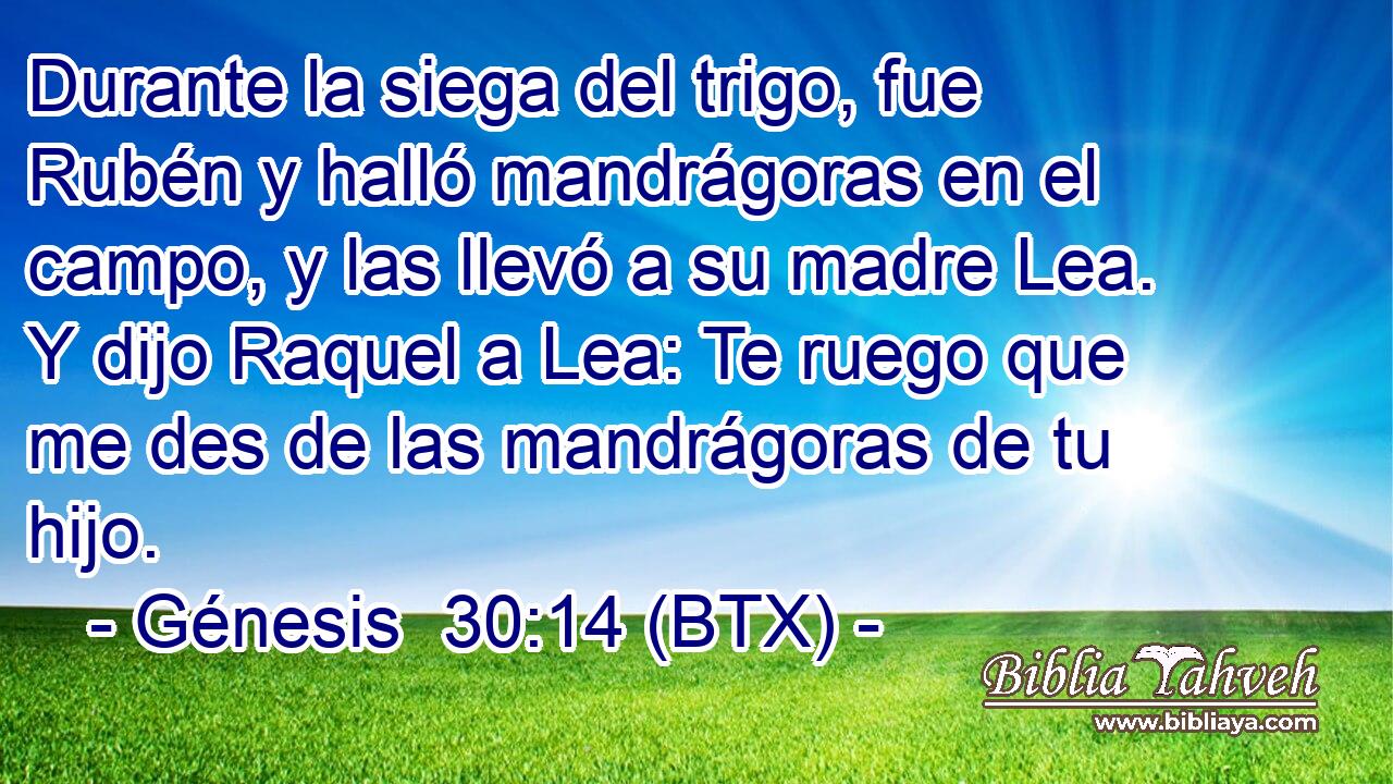 Durante la siega del trigo, fue Rubén y halló mandrágoras en el campo, y las llevó a su madre Lea. Y dijo Raquel a Lea: Te ruego que me des de las mandrágoras de tu hijo.