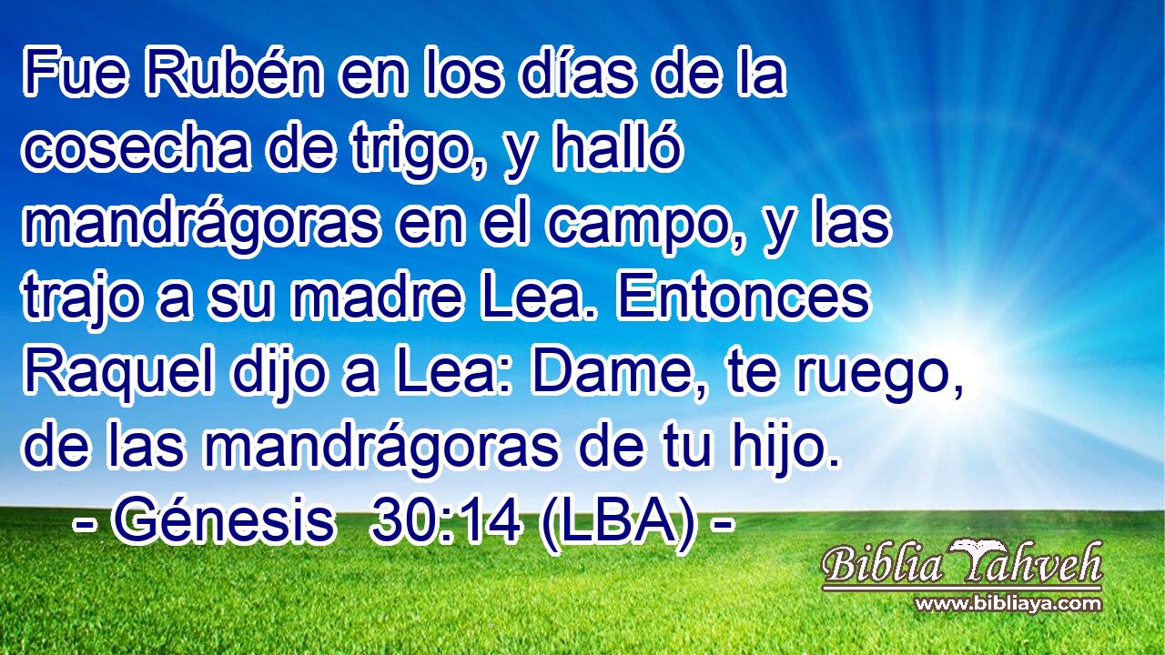 Fue Rubén en los días de la cosecha de trigo, y halló mandrágoras en el campo, y las trajo a su madre Lea. Entonces Raquel dijo a Lea: Dame, te ruego, de las mandrágoras de tu hijo.