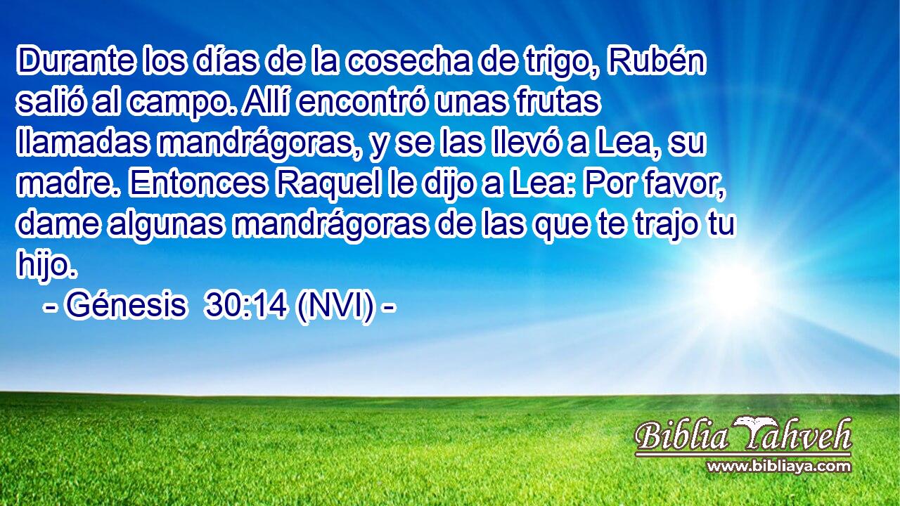  Durante los días de la cosecha de trigo, Rubén salió al campo. Allí encontró unas frutas llamadas mandrágoras, y se las llevó a Lea, su madre. Entonces Raquel le dijo a Lea: Por favor, dame algunas mandrágoras de las que te trajo tu hijo. 