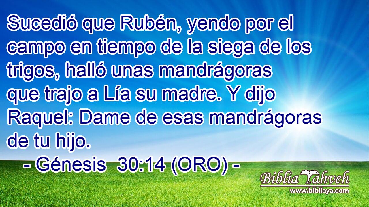  Sucedió que Rubén, yendo por el campo en tiempo de la siega de los trigos, halló unas mandrágoras que trajo a Lía su madre. Y dijo Raquel: Dame de esas mandrágoras de tu hijo. 