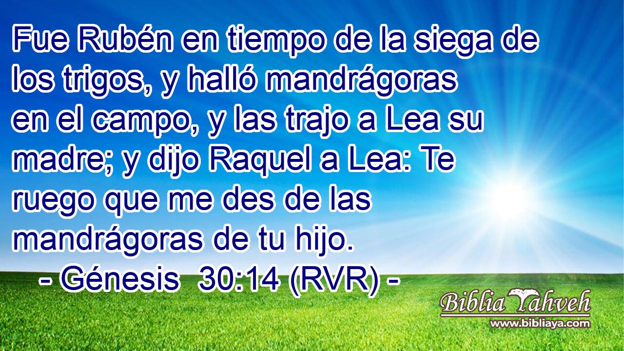 Fue Rubén en tiempo de la siega de los trigos, y halló mandrágoras en el campo, y las trajo a Lea su madre; y dijo Raquel a Lea: Te ruego que me des de las mandrágoras de tu hijo.