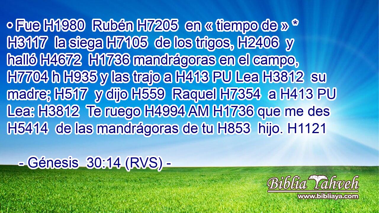 • Fue H1980  Rubén H7205  en « tiempo de » * H3117  la siega H7105  de los trigos, H2406  y halló H4672  H1736 mandrágoras en el campo, H7704 h H935 y las trajo a H413 PU Lea H3812  su madre; H517  y dijo H559  Raquel H7354  a H413 PU Lea: H3812  Te ruego H4994 AM H1736 que me des H5414  de las mandrágoras de tu H853  hijo. H1121  
