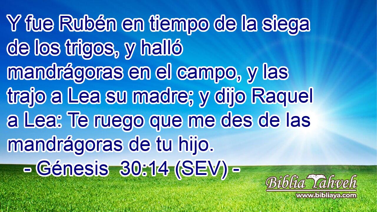 Y fue Rubén en tiempo de la siega de los trigos, y halló mandrágoras en el campo, y las trajo a Lea su madre; y dijo Raquel a Lea: Te ruego que me des de las mandrágoras de tu hijo.