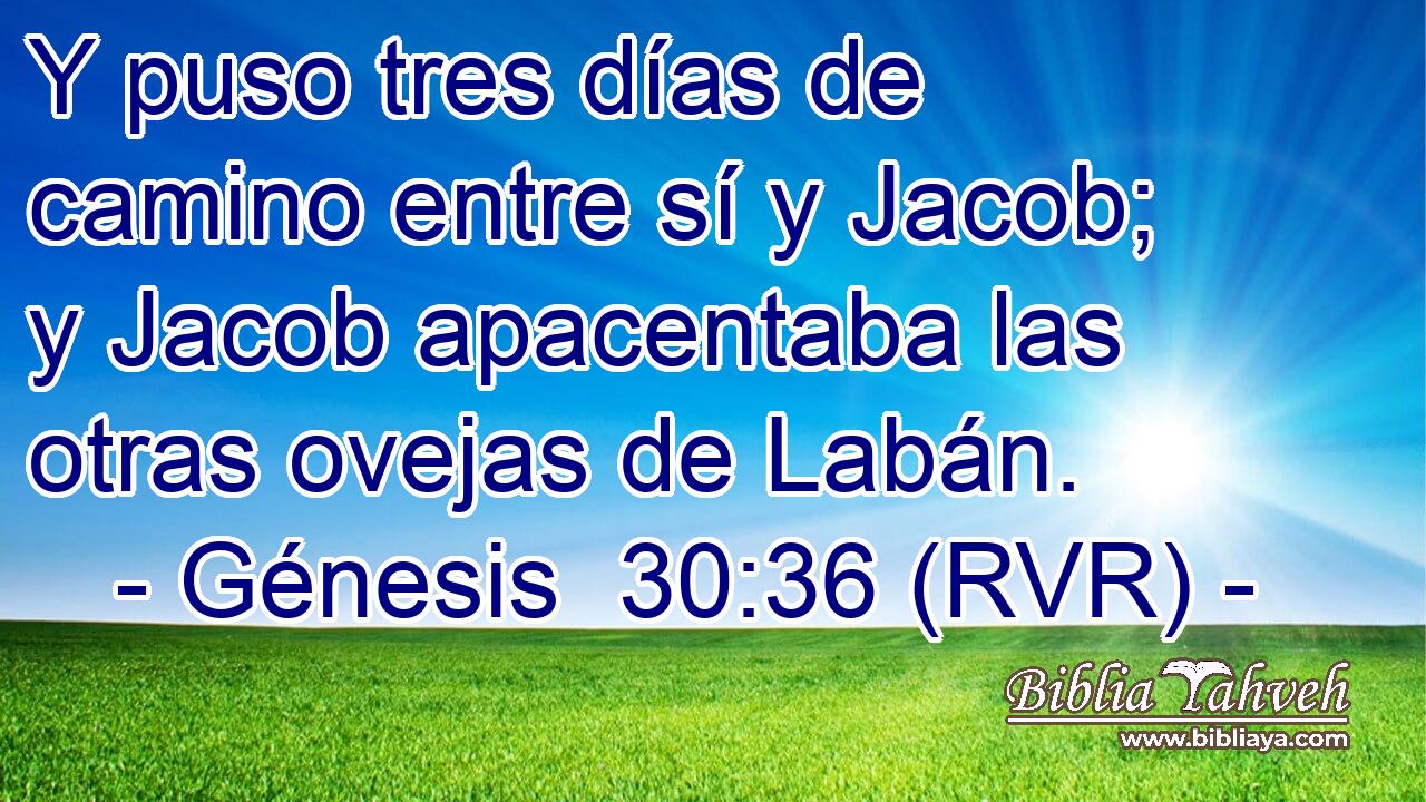 Y puso tres días de camino entre sí y Jacob; y Jacob apacentaba las otras ovejas de Labán.