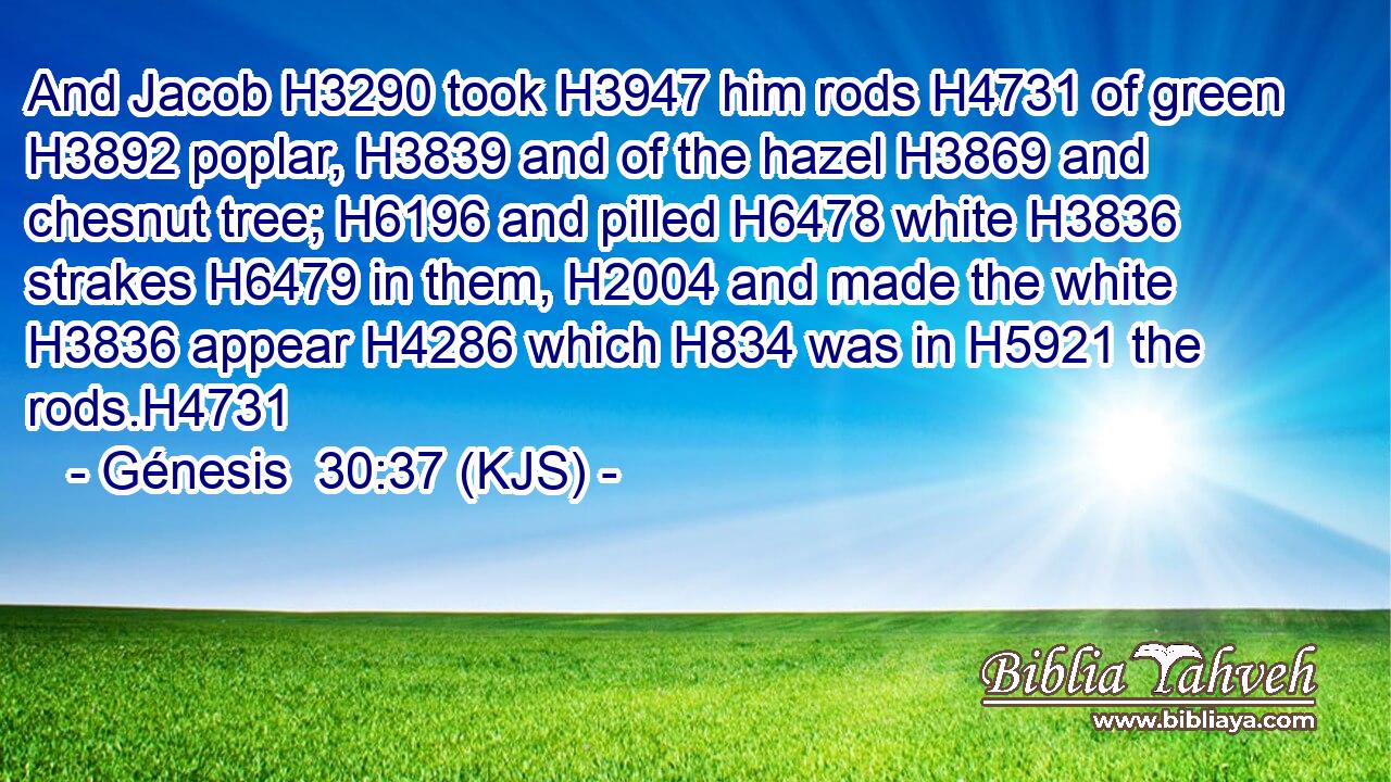 And Jacob H3290 took H3947 him rods H4731 of green H3892 poplar, H3839 and of the hazel H3869 and chesnut tree; H6196 and pilled H6478 white H3836 strakes H6479 in them, H2004 and made the white H3836 appear H4286 which H834 was in H5921 the rods.H4731