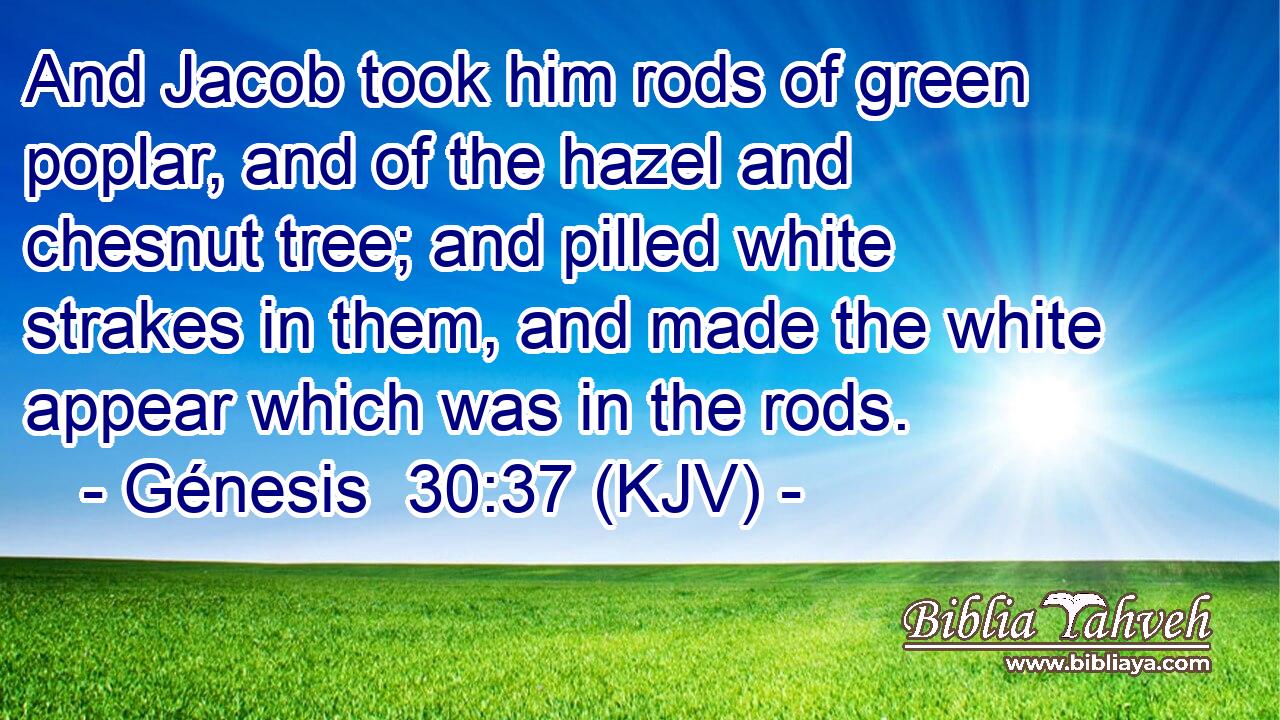 And Jacob took him rods of green poplar, and of the hazel and chesnut tree; and pilled white strakes in them, and made the white appear which was in the rods.