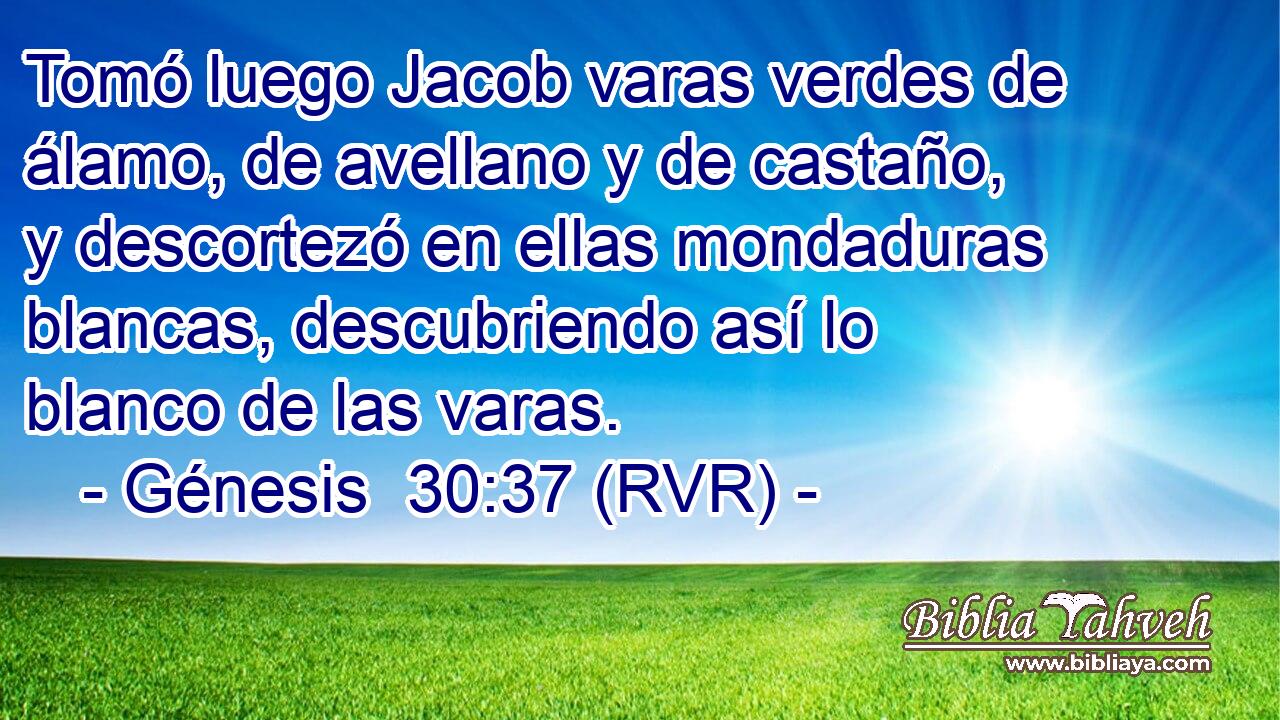 Tomó luego Jacob varas verdes de álamo, de avellano y de castaño, y descortezó en ellas mondaduras blancas, descubriendo así lo blanco de las varas.