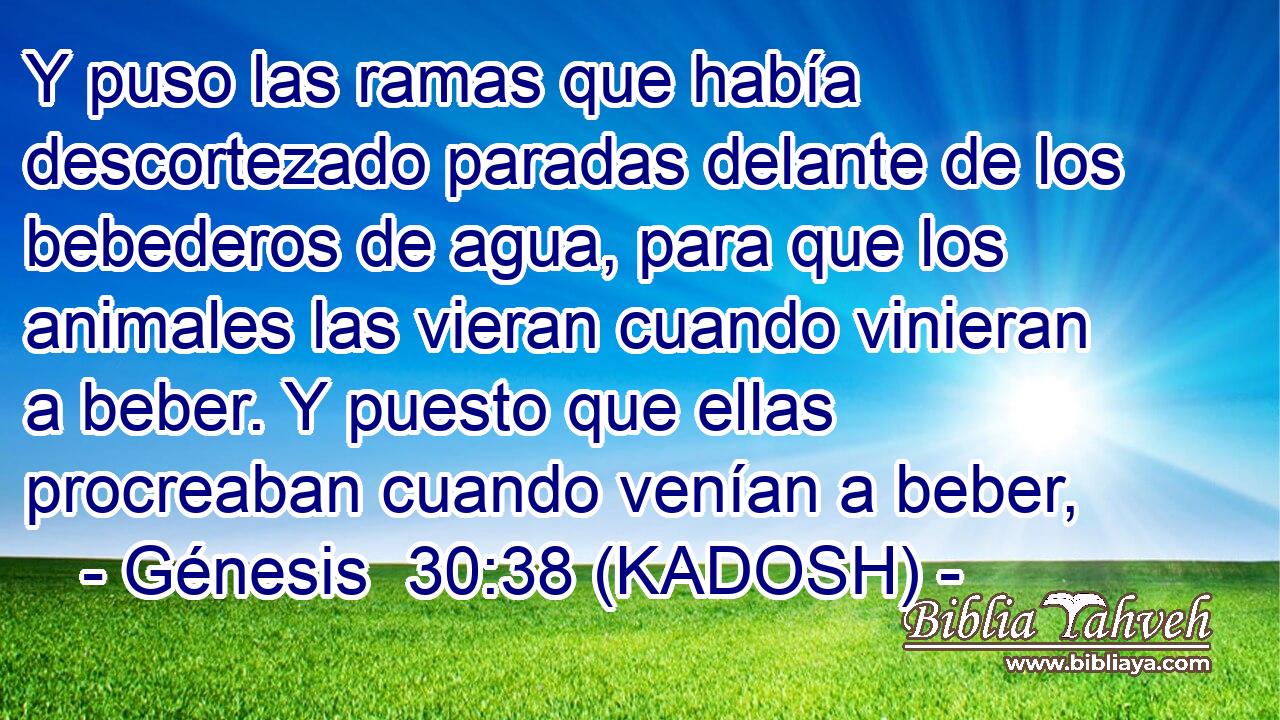  Y puso las ramas que había descortezado paradas delante de los bebederos de agua, para que los animales las vieran cuando vinieran a beber. Y puesto que ellas procreaban cuando venían a beber, 