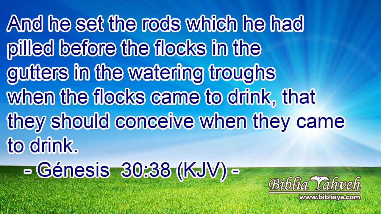And he set the rods which he had pilled before the flocks in the gutters in the watering troughs when the flocks came to drink, that they should conceive when they came to drink.