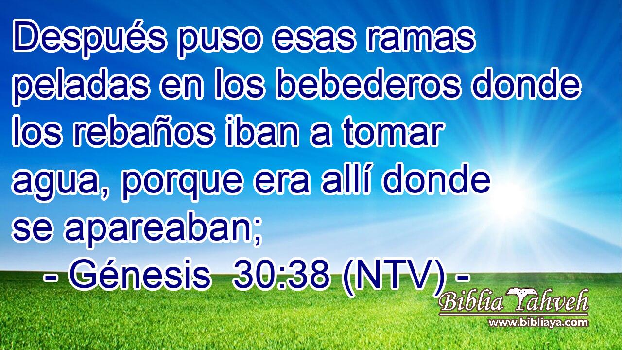 Después puso esas ramas peladas en los bebederos donde los rebaños iban a tomar agua, porque era allí donde se apareaban;