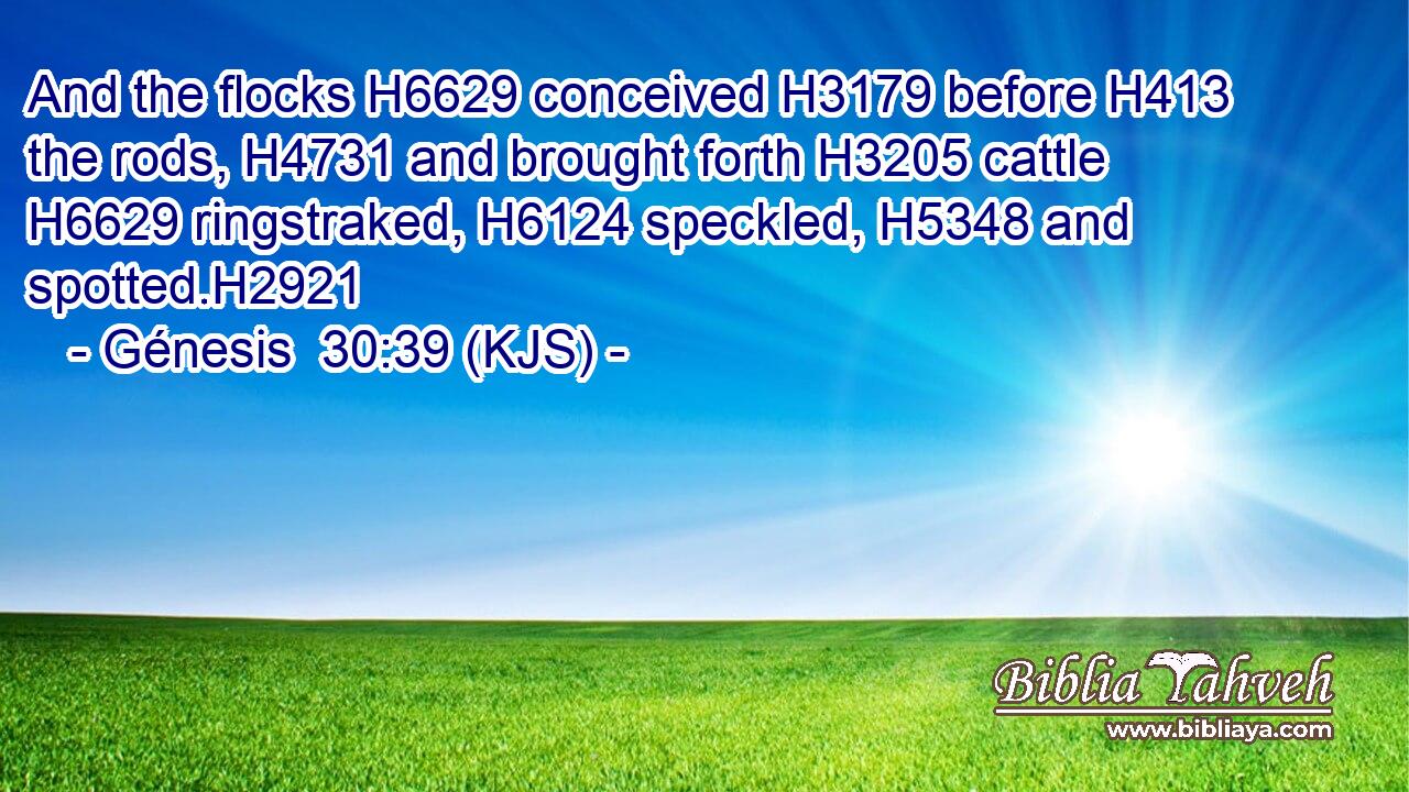 And the flocks H6629 conceived H3179 before H413 the rods, H4731 and brought forth H3205 cattle H6629 ringstraked, H6124 speckled, H5348 and spotted.H2921