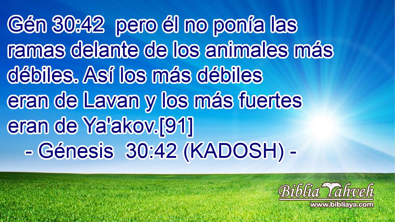  pero él no ponía las ramas delante de los animales más débiles. Así los más débiles eran de Lavan y los más fuertes eran de Ya'akov.[91] 