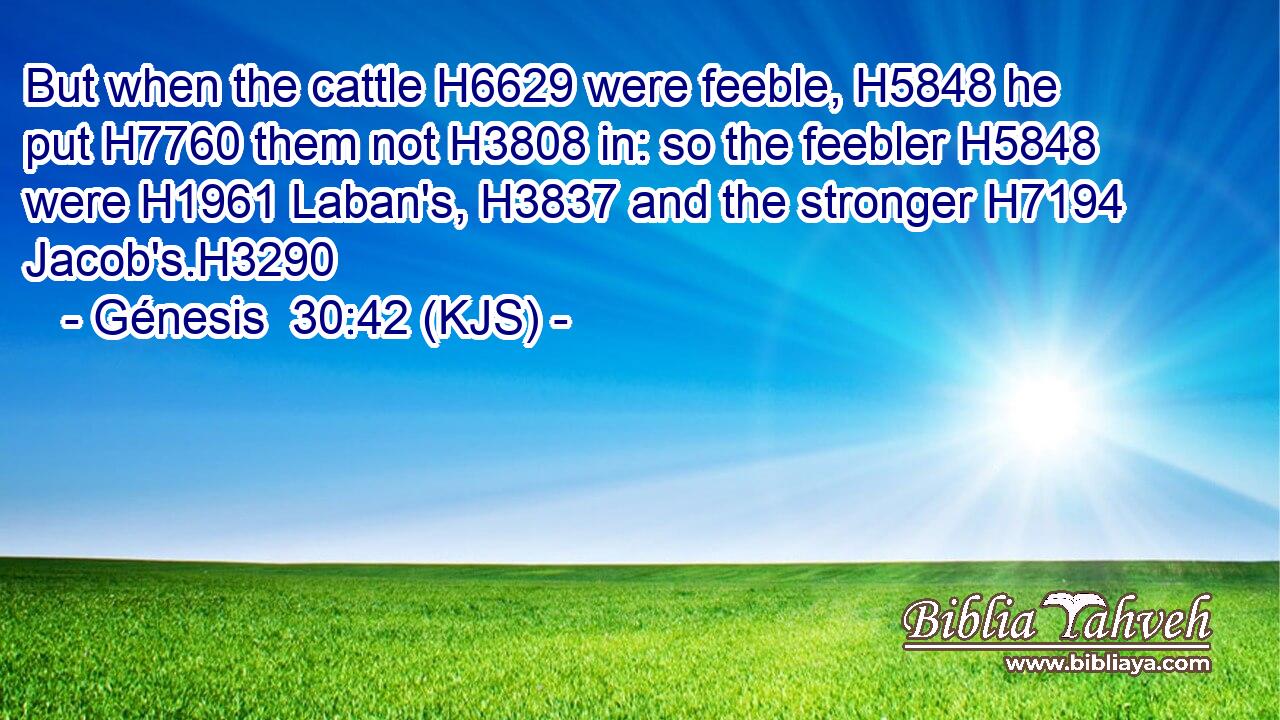 But when the cattle H6629 were feeble, H5848 he put H7760 them not H3808 in: so the feebler H5848 were H1961 Laban's, H3837 and the stronger H7194 Jacob's.H3290