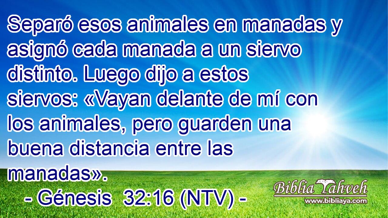Separó esos animales en manadas y asignó cada manada a un siervo distinto. Luego dijo a estos siervos: «Vayan delante de mí con los animales, pero guarden una buena distancia entre las manadas».