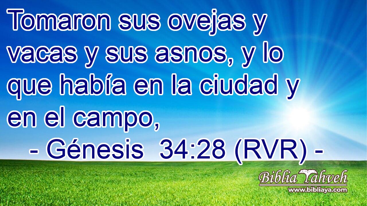 Tomaron sus ovejas y vacas y sus asnos, y lo que había en la ciudad y en el campo,