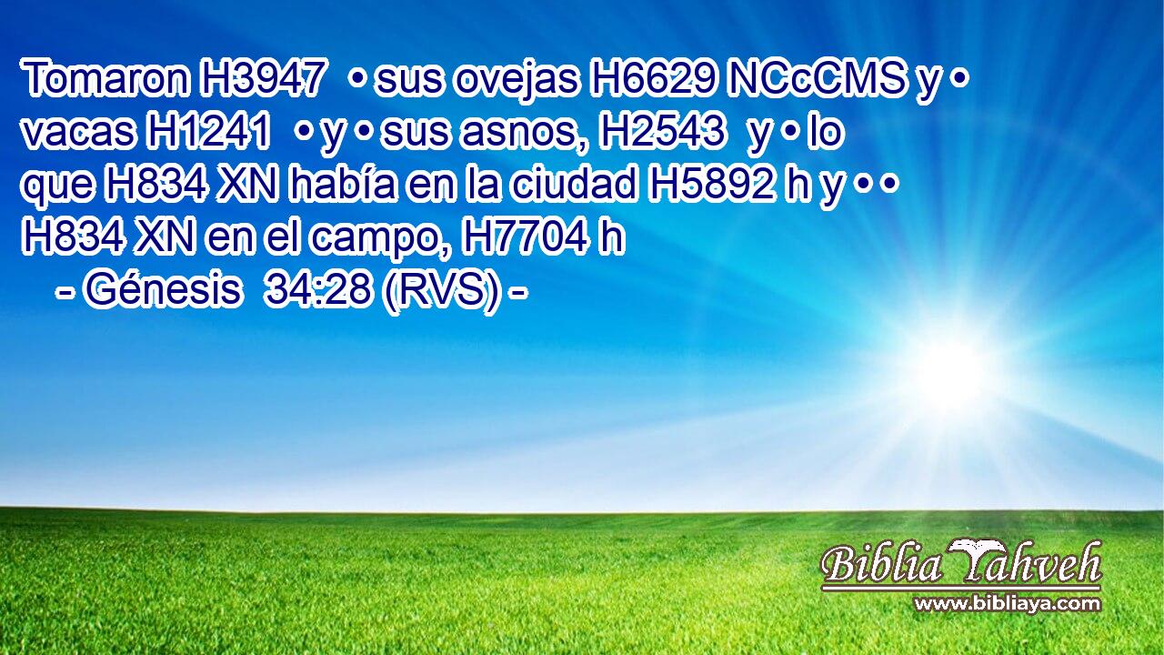 Tomaron H3947  • sus ovejas H6629 NCcCMS y • vacas H1241  • y • sus asnos, H2543  y • lo que H834 XN había en la ciudad H5892 h y • • H834 XN en el campo, H7704 h 