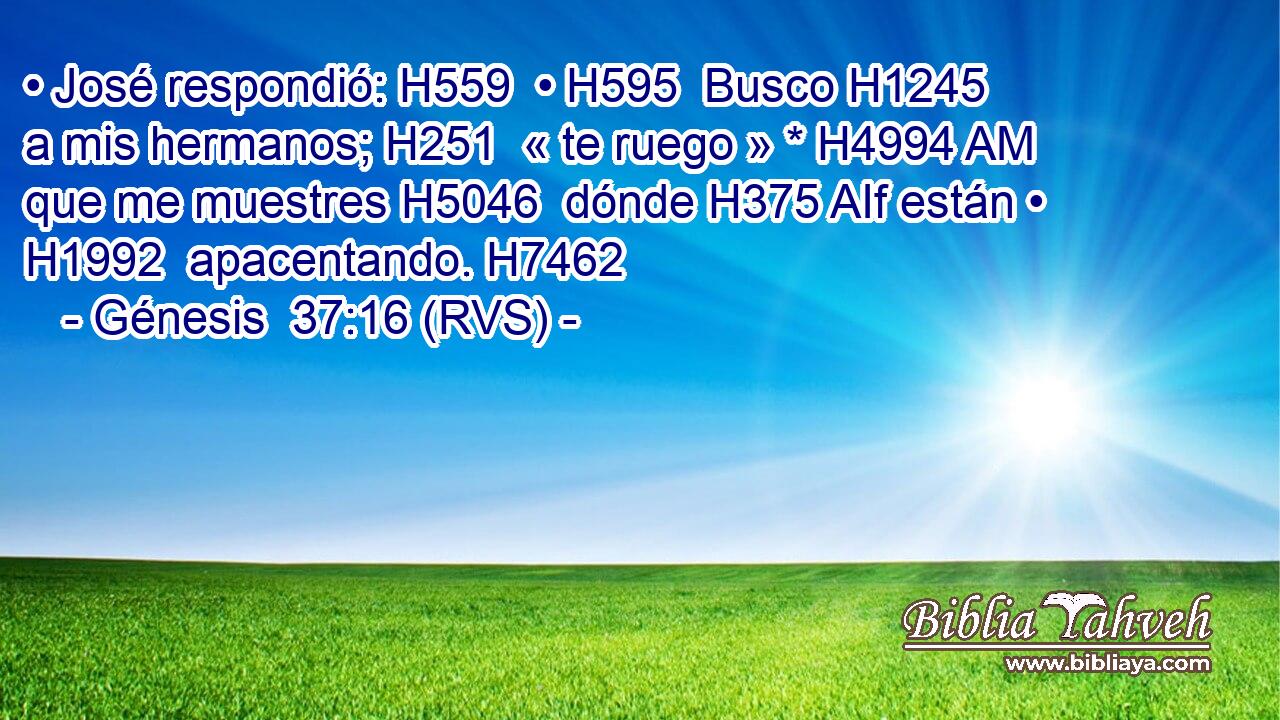 • José respondió: H559  • H595  Busco H1245  a mis hermanos; H251  « te ruego » * H4994 AM que me muestres H5046  dónde H375 AIf están • H1992  apacentando. H7462  