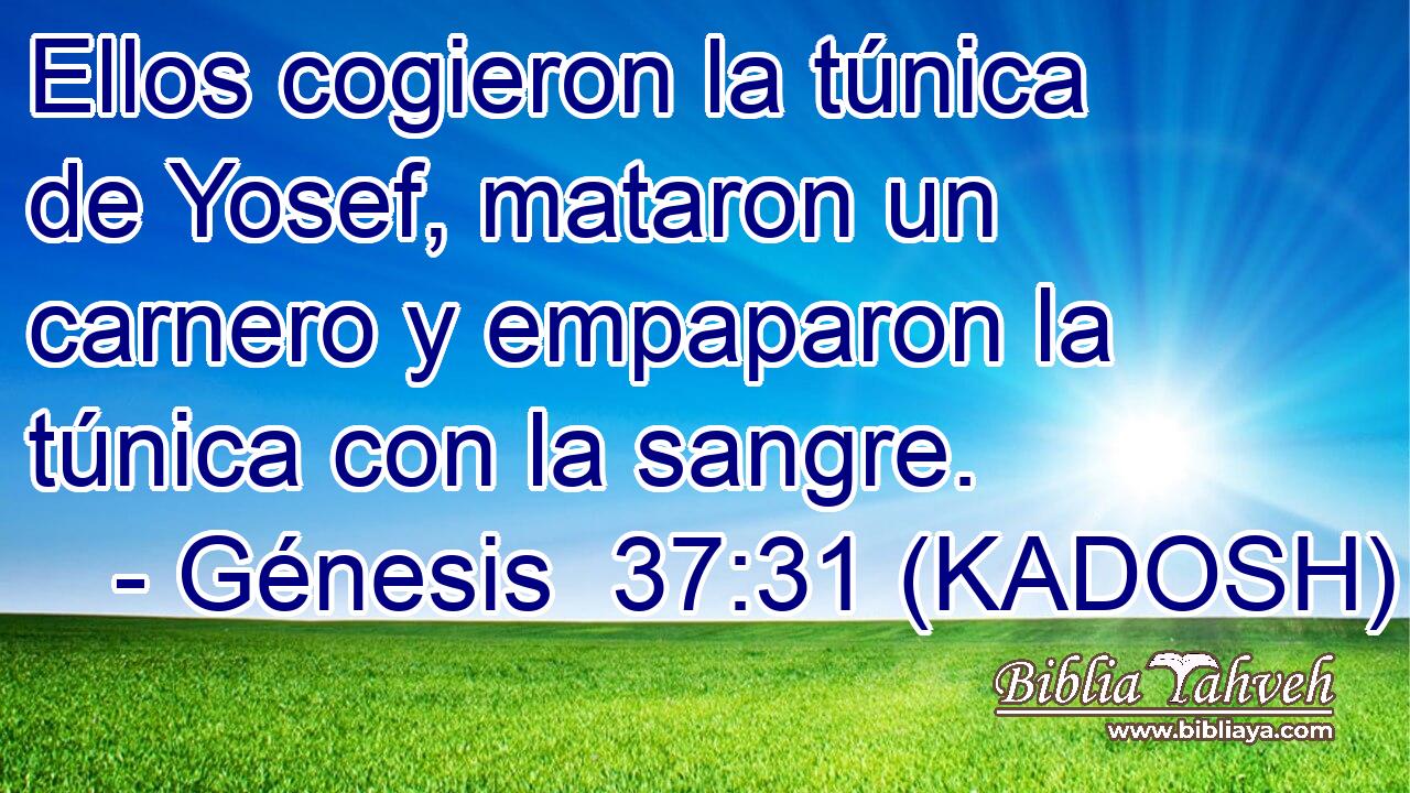  Ellos cogieron la túnica de Yosef, mataron un carnero y empaparon la túnica con la sangre. 