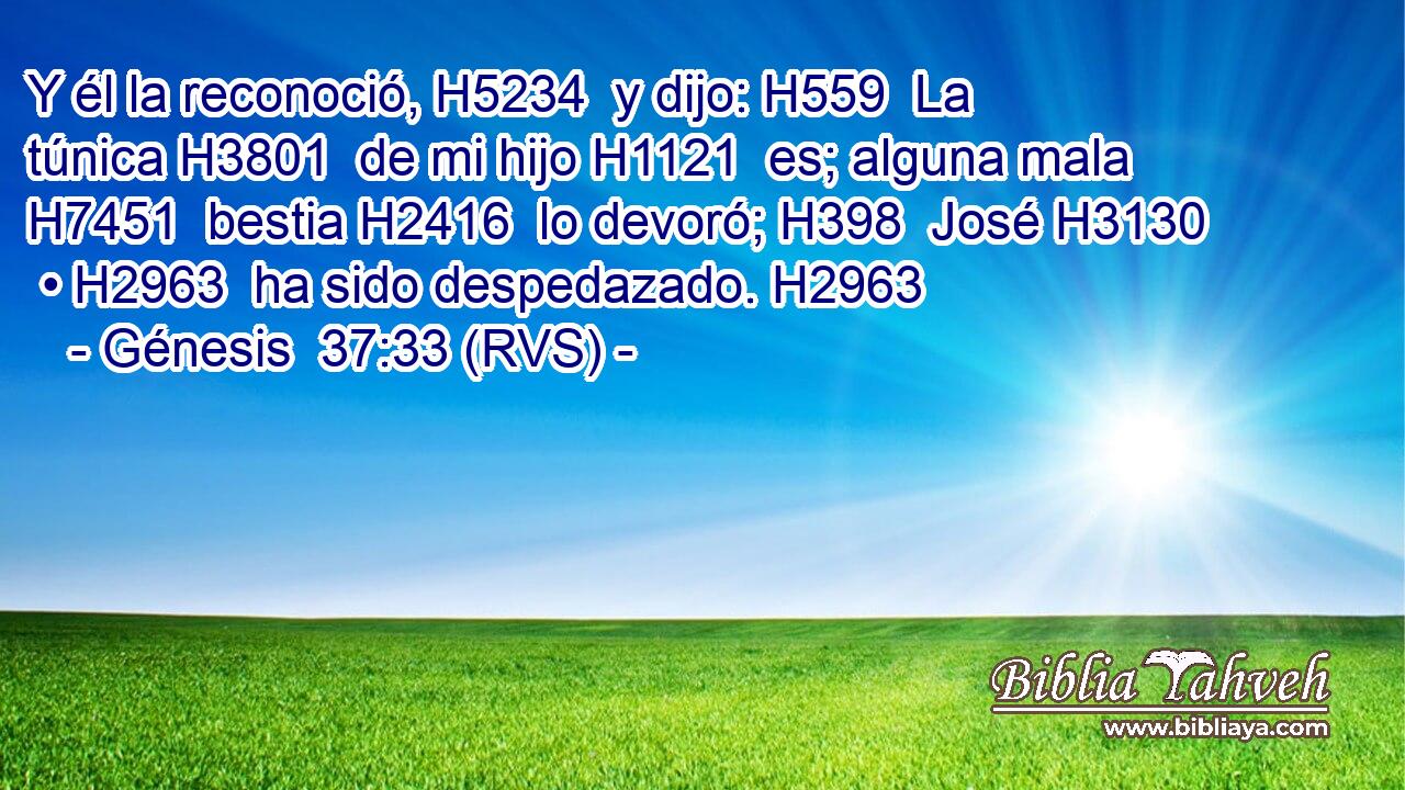 Y él la reconoció, H5234  y dijo: H559  La túnica H3801  de mi hijo H1121  es; alguna mala H7451  bestia H2416  lo devoró; H398  José H3130  • H2963  ha sido despedazado. H2963  