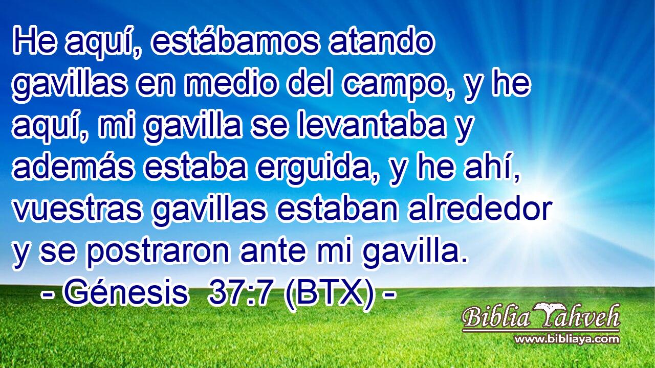 He aquí, estábamos atando gavillas en medio del campo, y he aquí, mi gavilla se levantaba y además estaba erguida, y he ahí, vuestras gavillas estaban alrededor y se postraron ante mi gavilla.