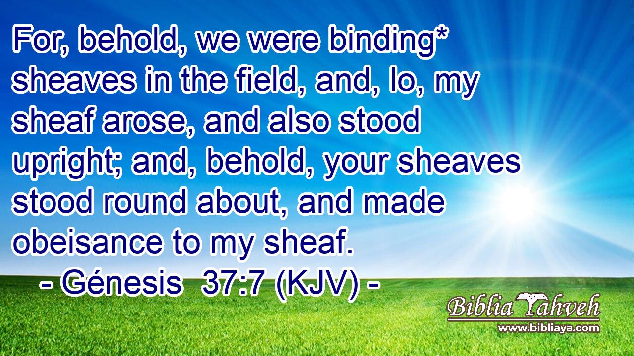 For, behold, we were binding* sheaves in the field, and, lo, my sheaf arose, and also stood upright; and, behold, your sheaves stood round about, and made obeisance to my sheaf.